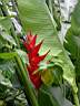 Heliconia